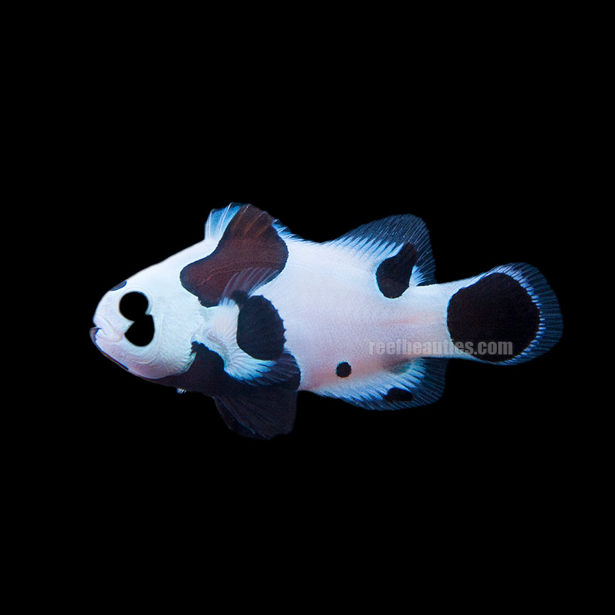 alt="Black Storm Clownfish"