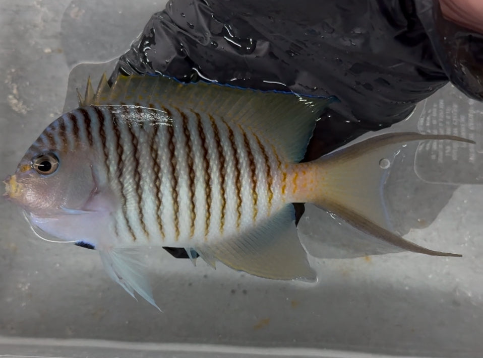 Male Japanese Swallowtail Angel XL EXPERT