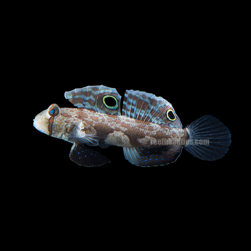 alt="twin spot goby"
