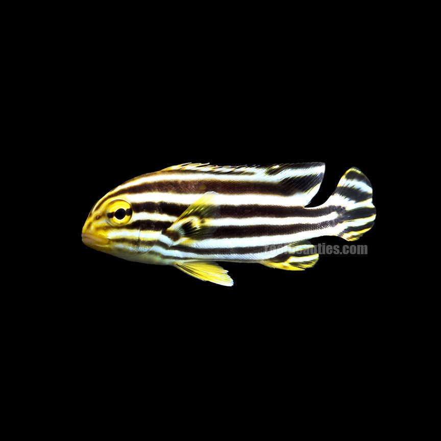 Striped Sweetlip (Plectorhinchus Diagrammus)