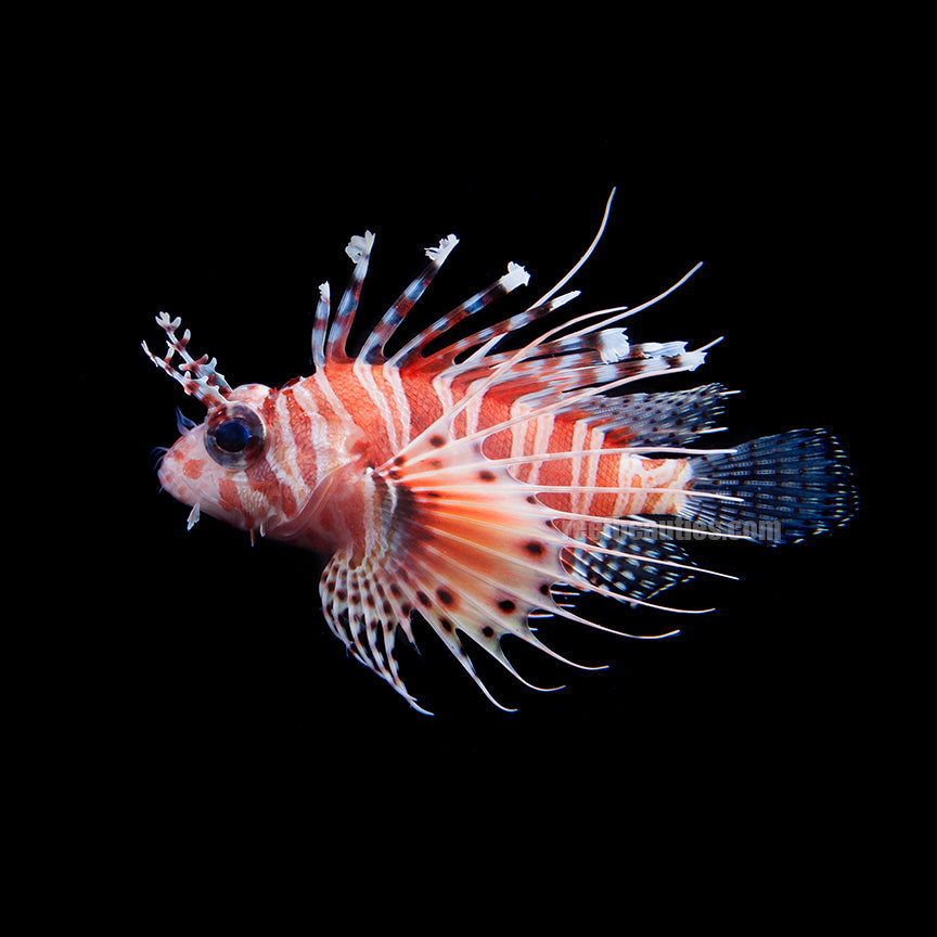 alt="antennata lionfish"