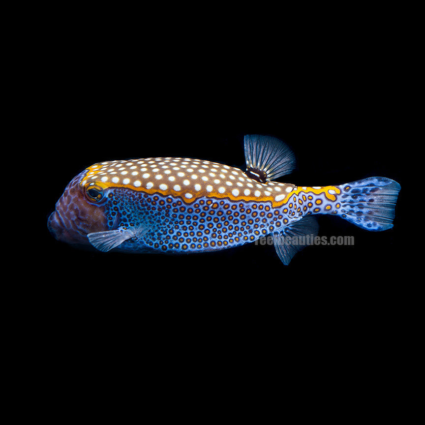 Blue Boxfish Male EXPERT (Ostracion Meleagris)