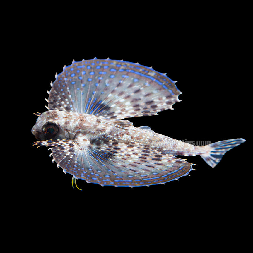 Flying Gurnard EXPERT (Dactyloptena Orientalis)