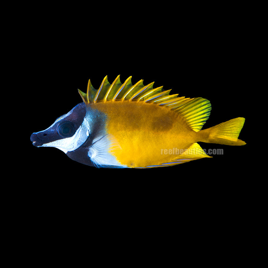 One Spot Foxface (Siganus Vulpinus)