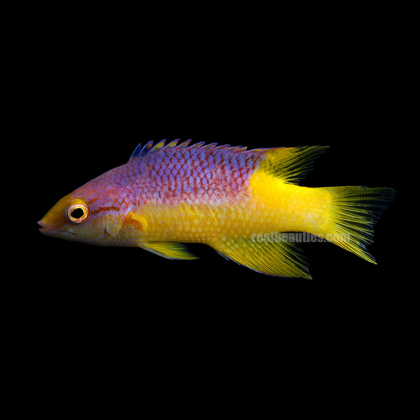 Hogfish Spanish (Bodianus Rufus)