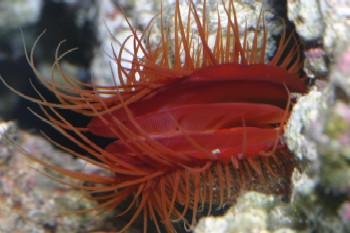 Flame Scallop EXPERT (Ctenoides Scaber)