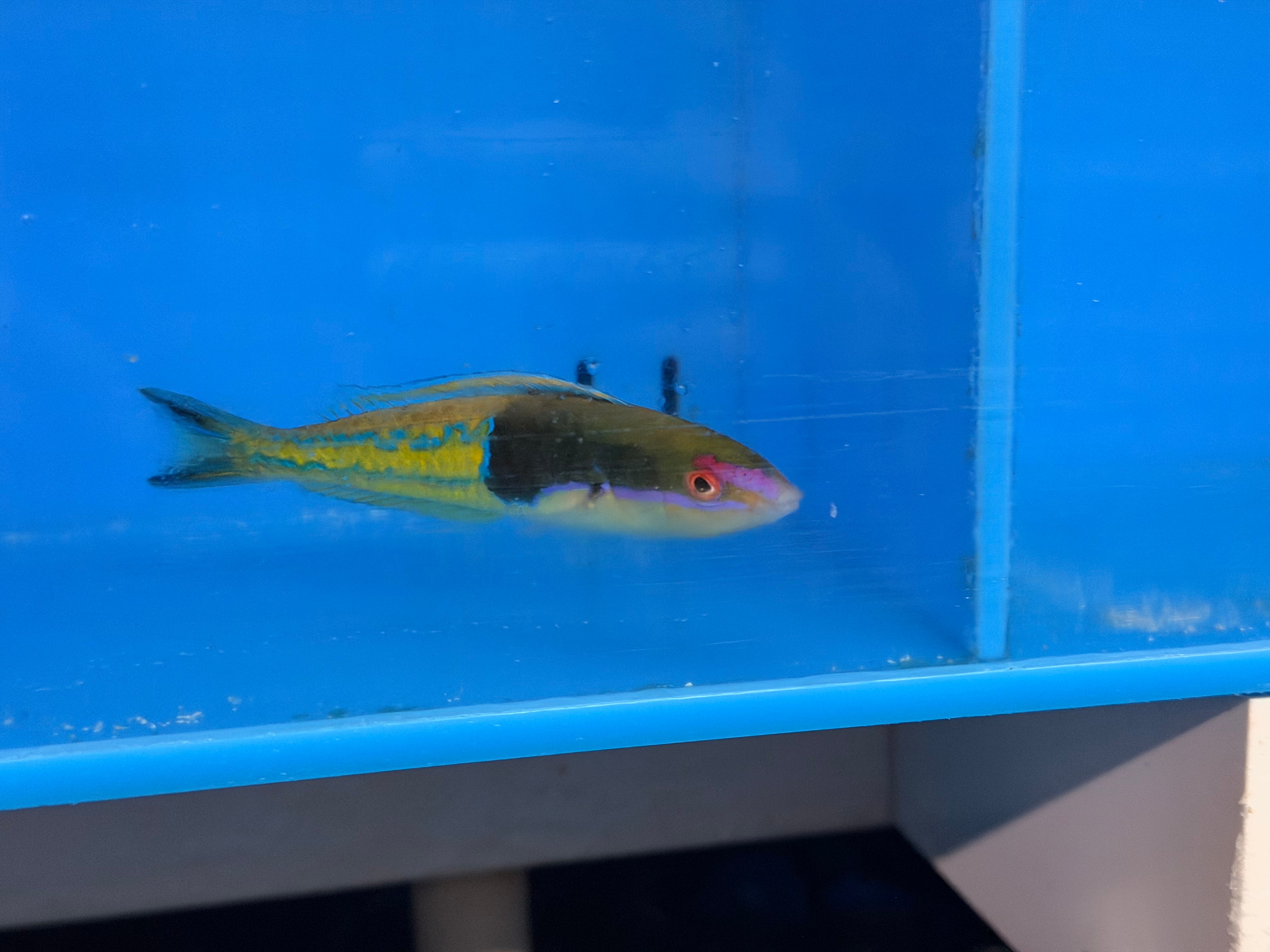 Pencil Blue Wrasse (Leptojulis Cerasimus)
