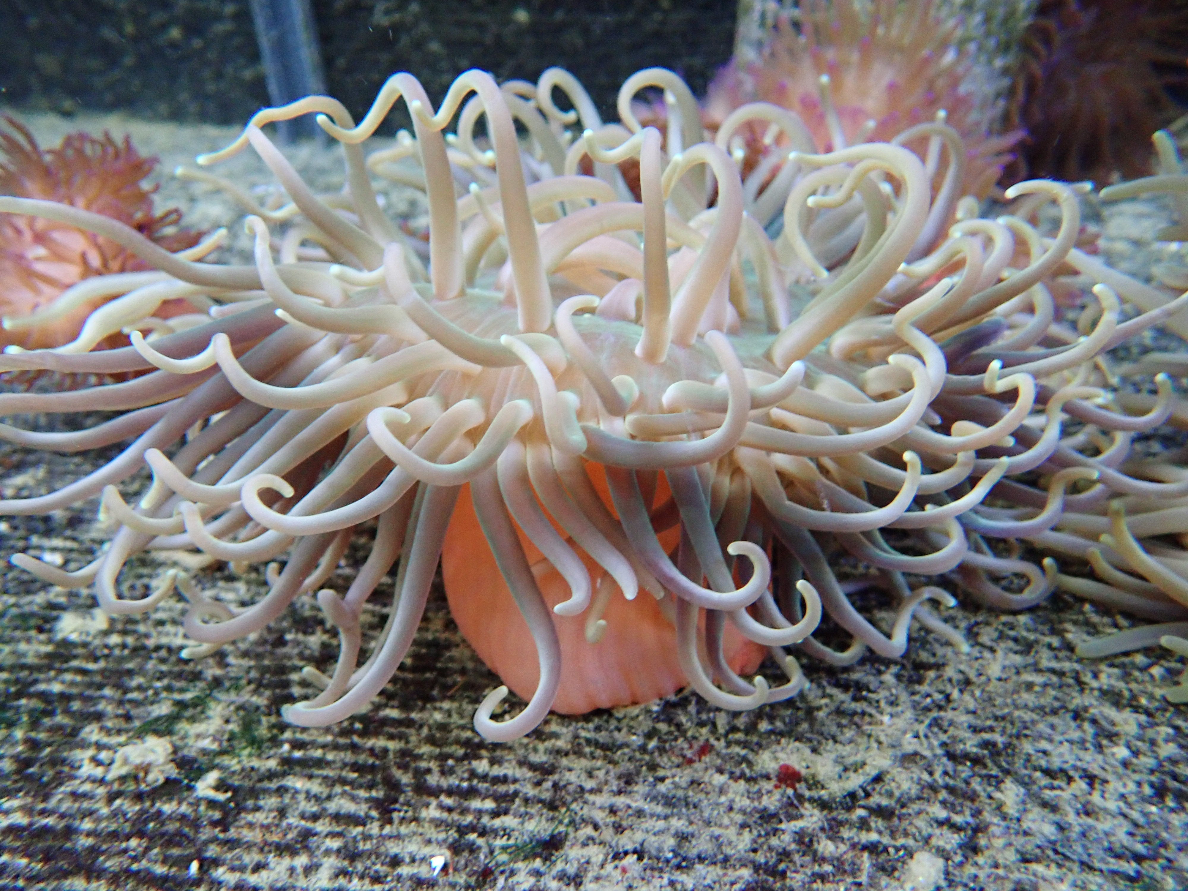 Long Tentacle Anemone (Macrodactyla Doreensis)