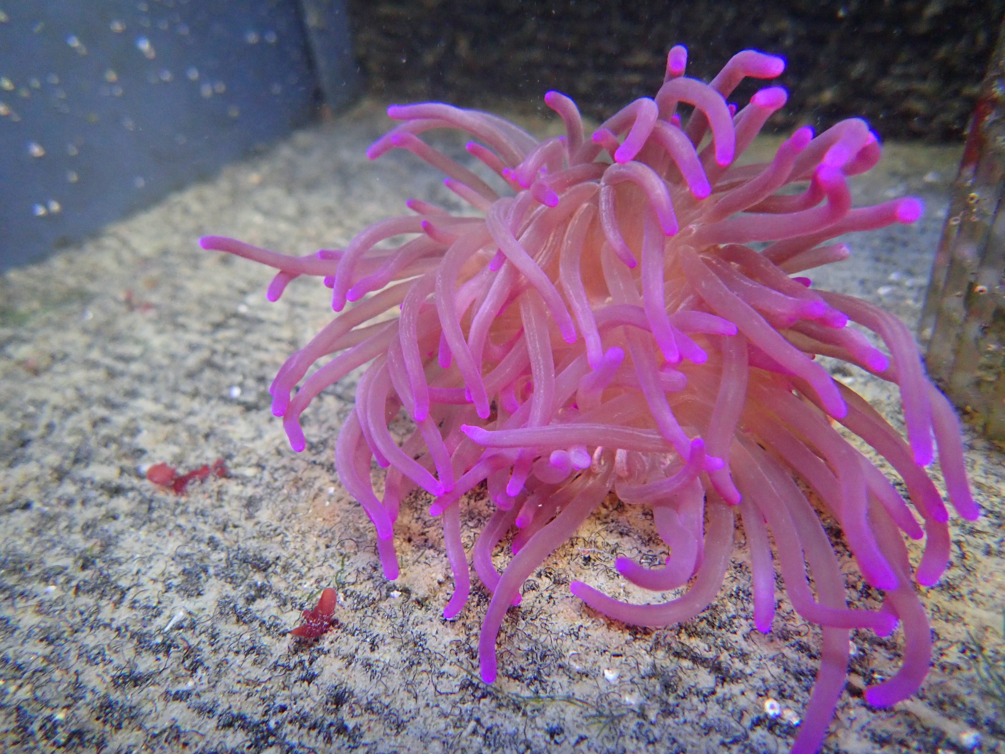 Long Tentacle Purple (Macrodactyla Doreensis)