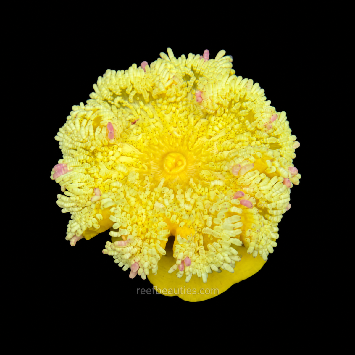 Yellow Sebae Anemone EXPERT (Heteractis malu)