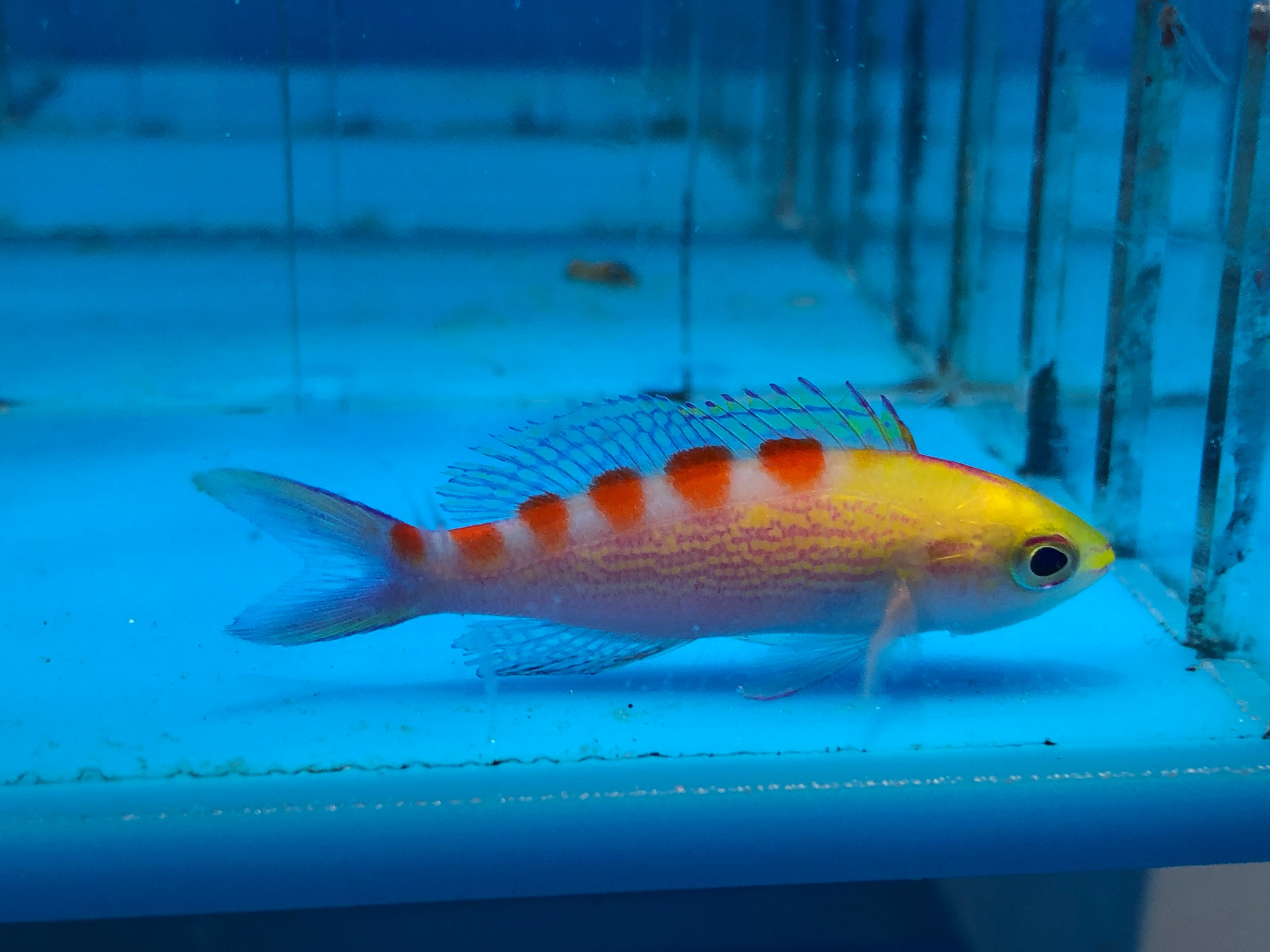 Anthias Flavo EXPERT (Pseudanthias Flavoguttatus)