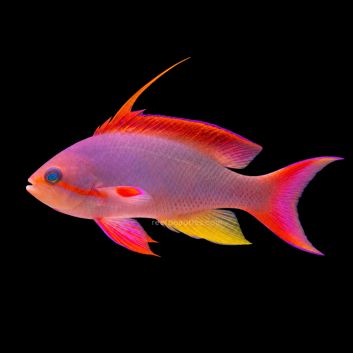 Lyretail Anthias Male Fiji (Pseudanthias Squampinnis)