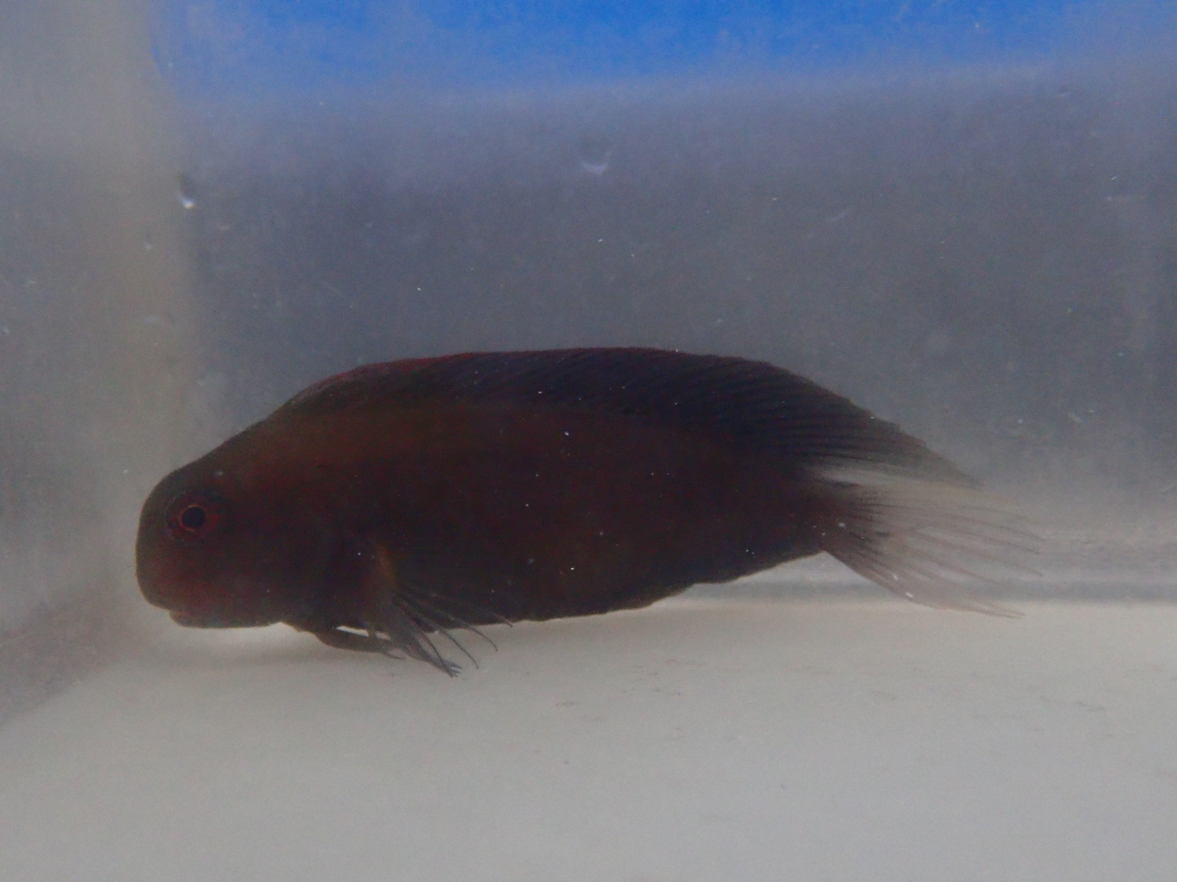 alt="black sailfin blenny"