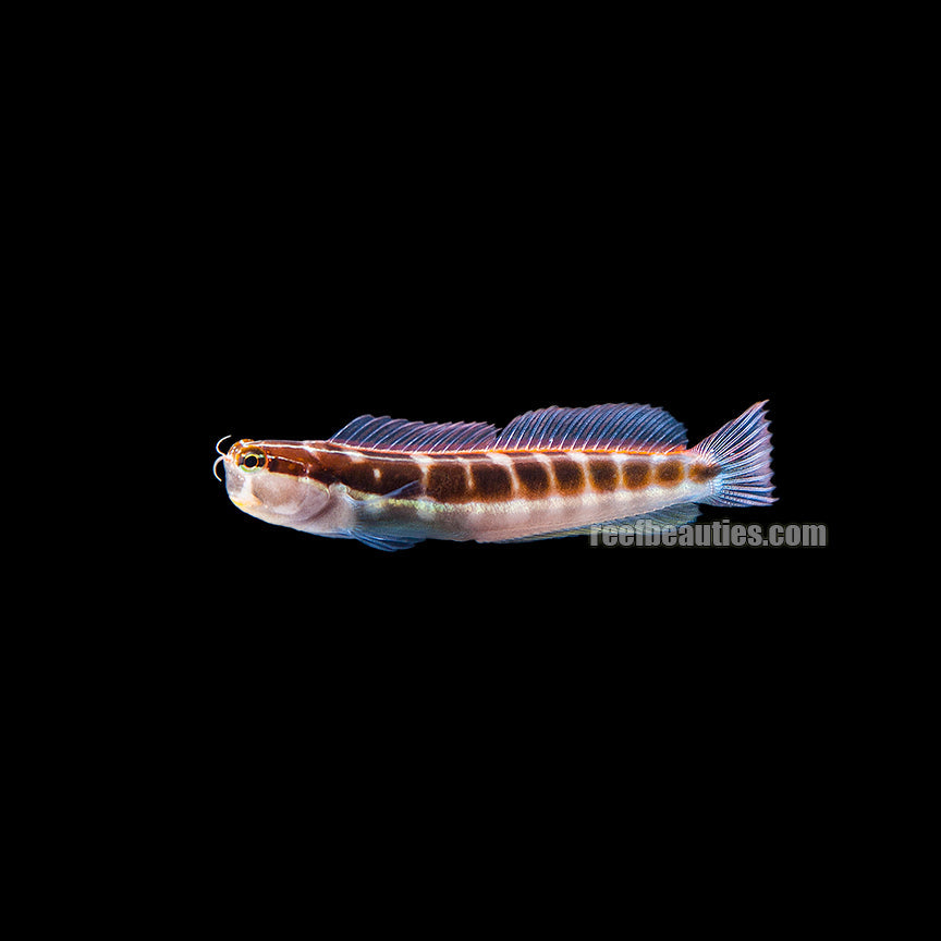 alt="klauswitz's blenny"