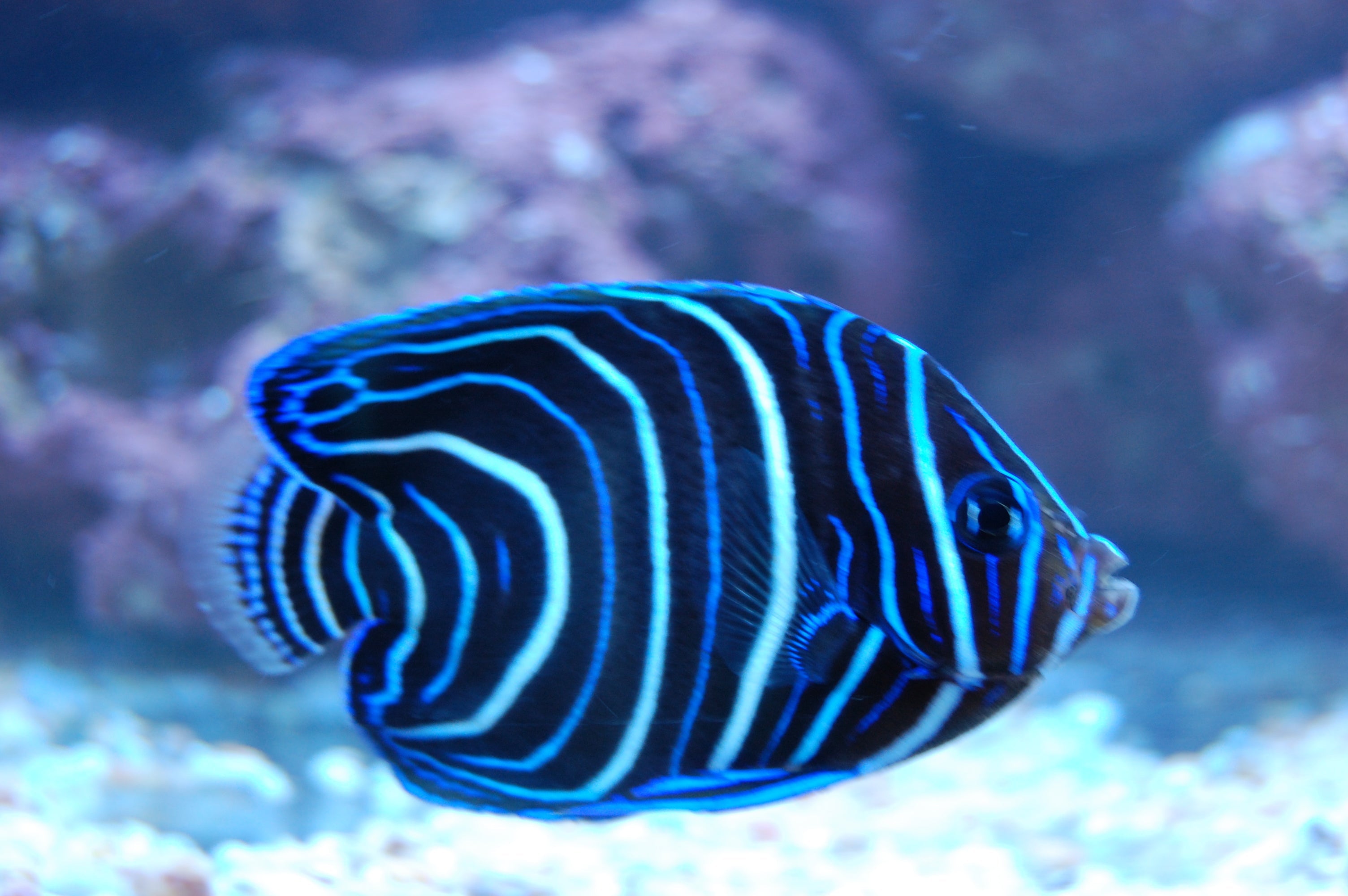 alt="Blue Koran Angelfish"