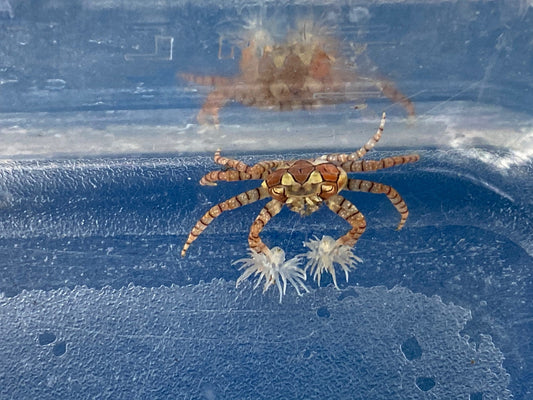 Boxer (Pom Pom) Crab (Lybia Tesselata)
