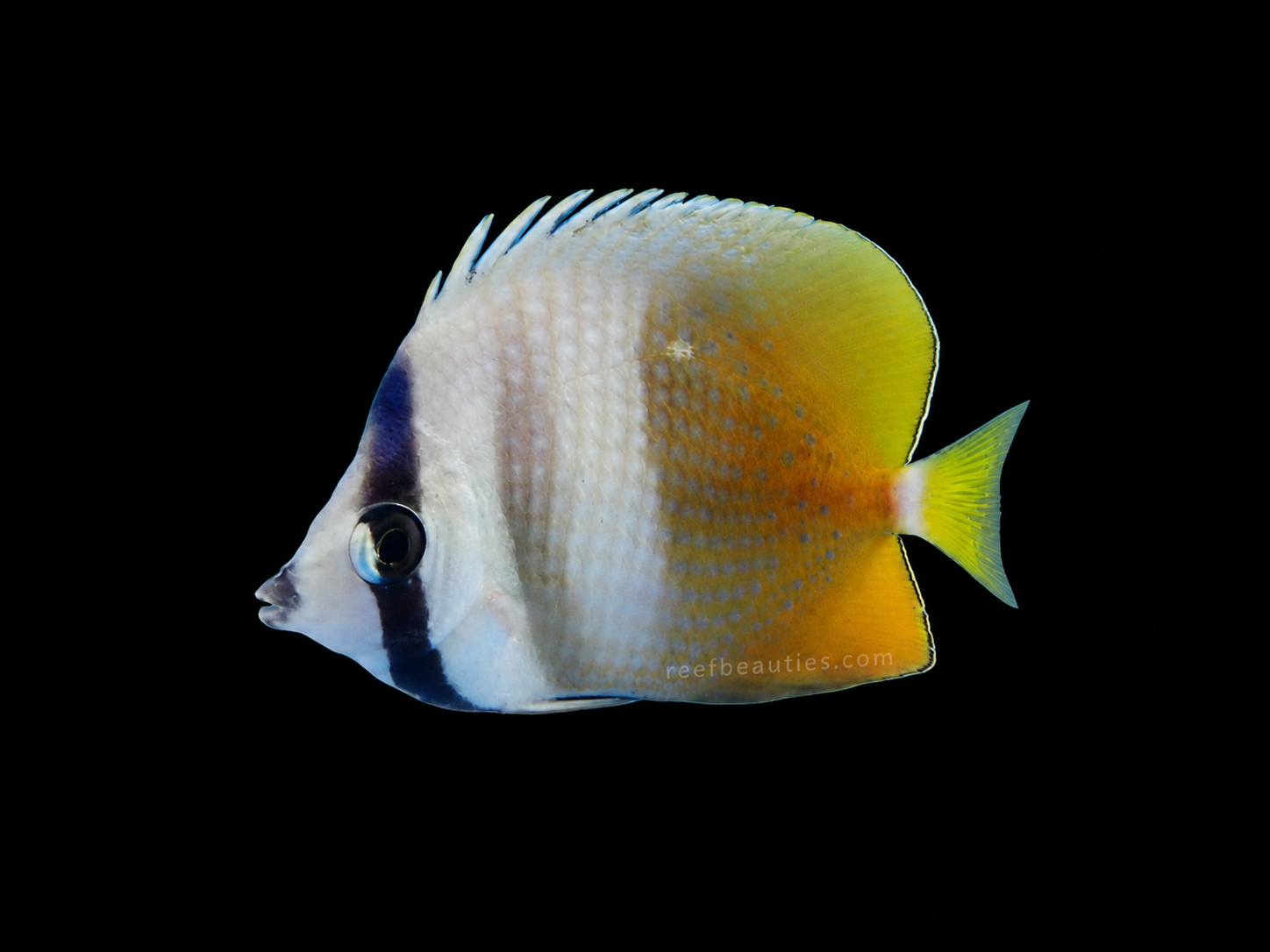 Kleini Butterfly (Chaetodon Kleinii)