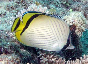 Vagabond Butterfly (Chaetodon Vagabundus)
