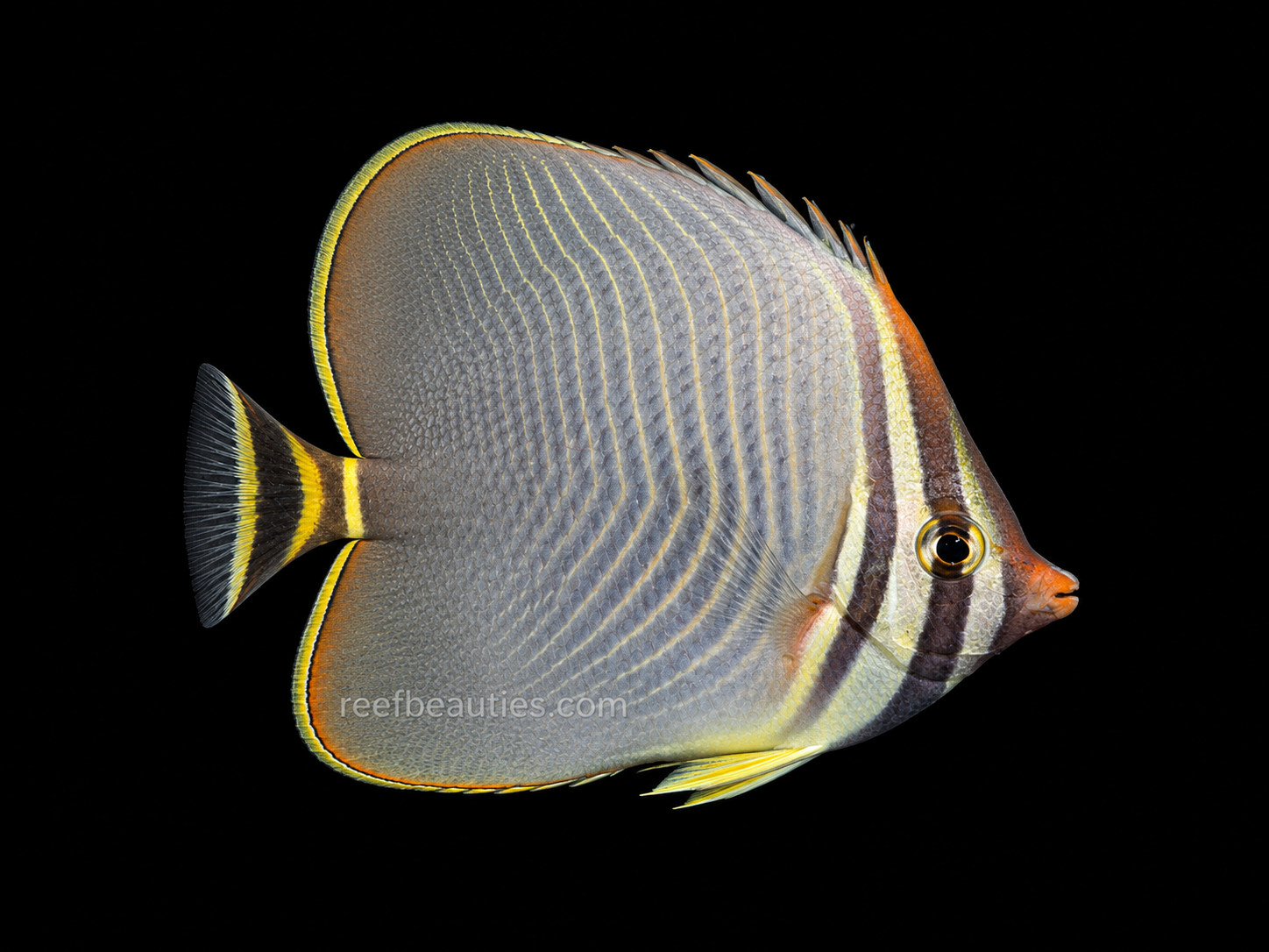 Triangle Butterfly EXPERT (Chaetodon Triangulum)