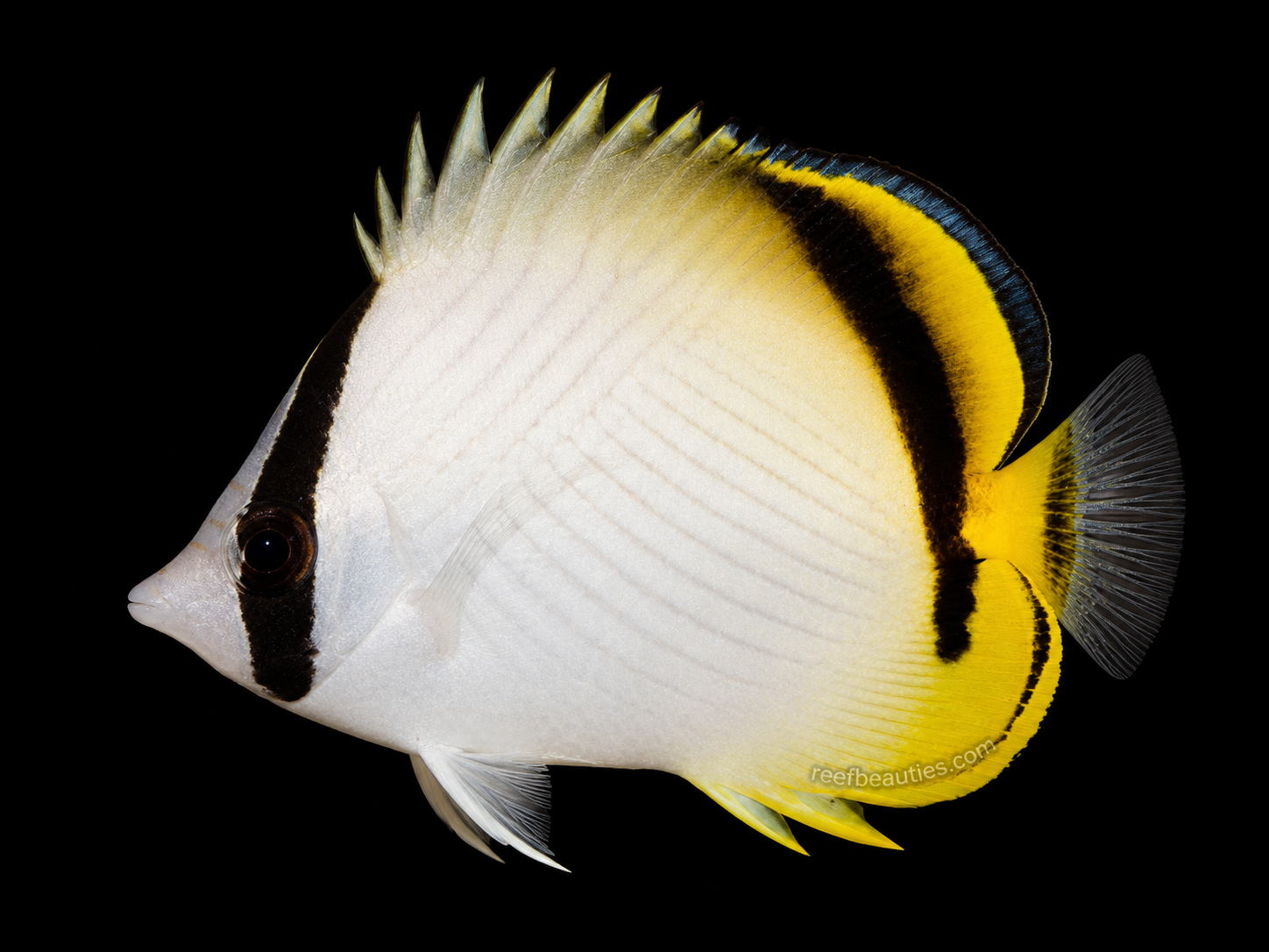 Vagabond Butterfly (Chaetodon Vagabundus)