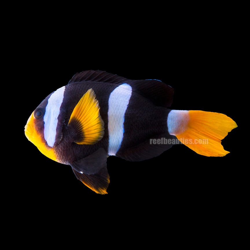 alt="Clarkii Clownfish"