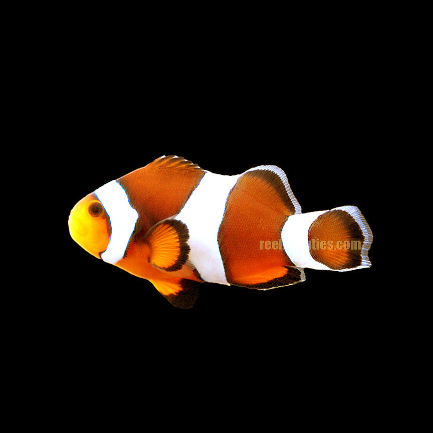 True Percula Clown Pair (Amphiprion Percula)