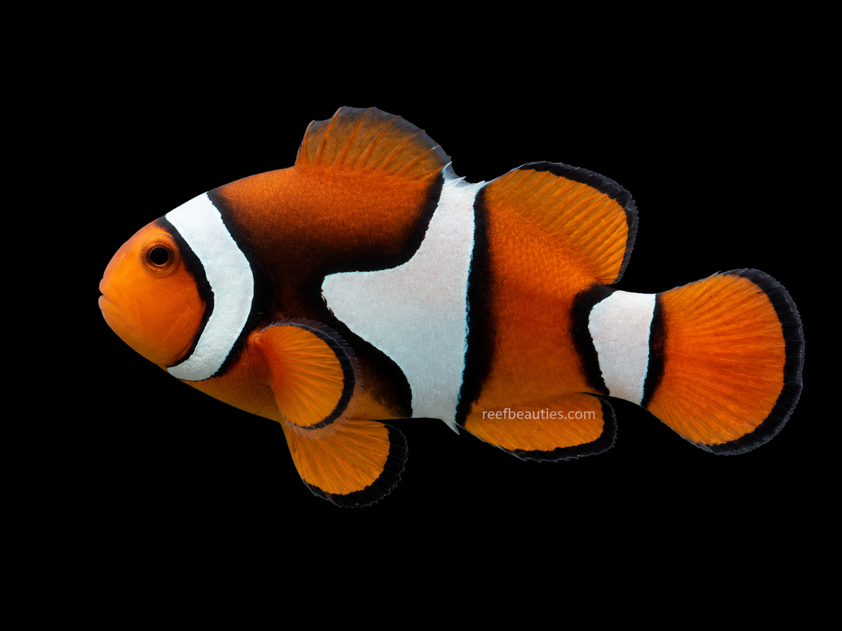 True Percula Clown (Amphiprion Percula)