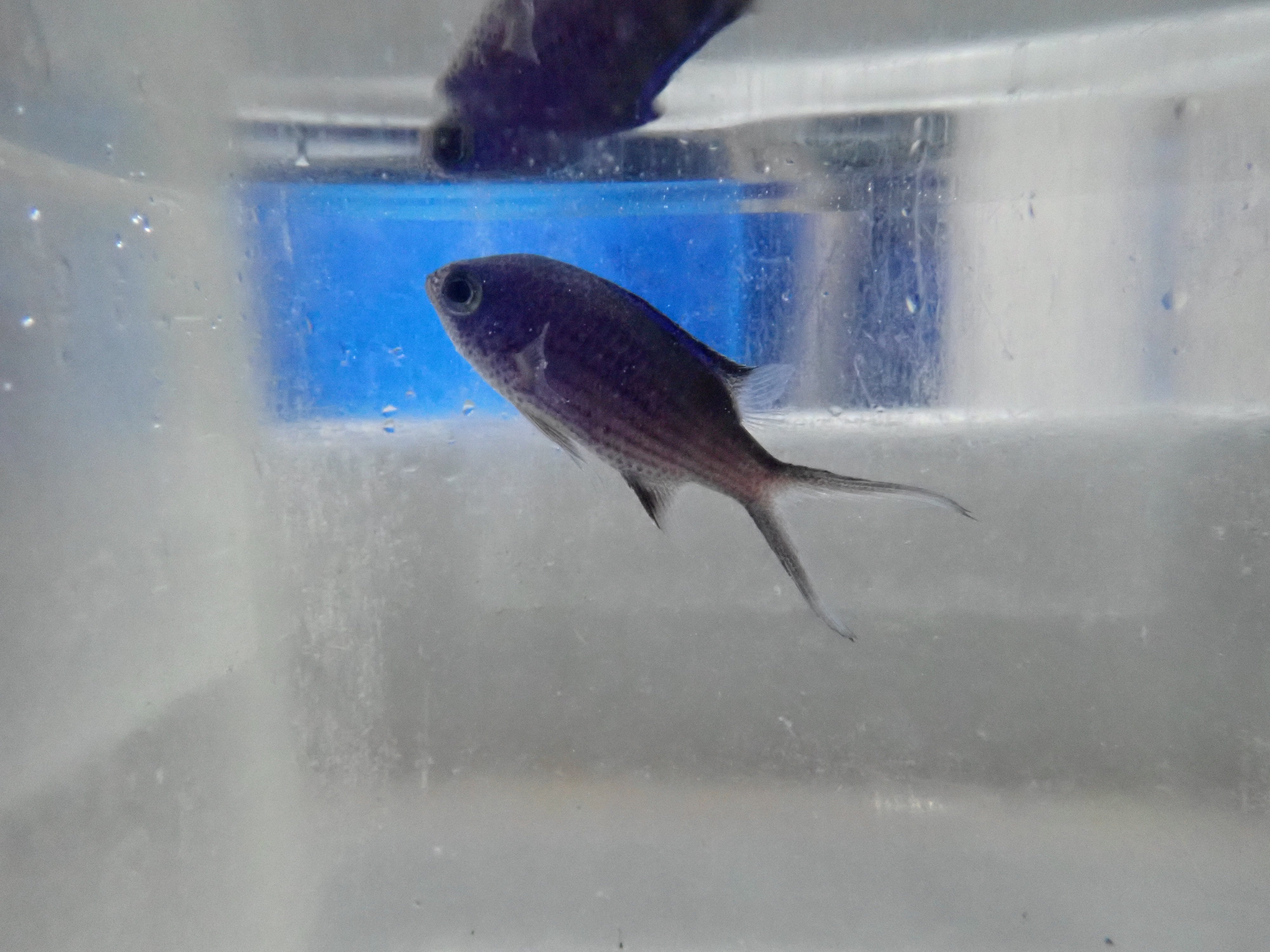 Blue Reef Chromis (Chromis Cyanea)