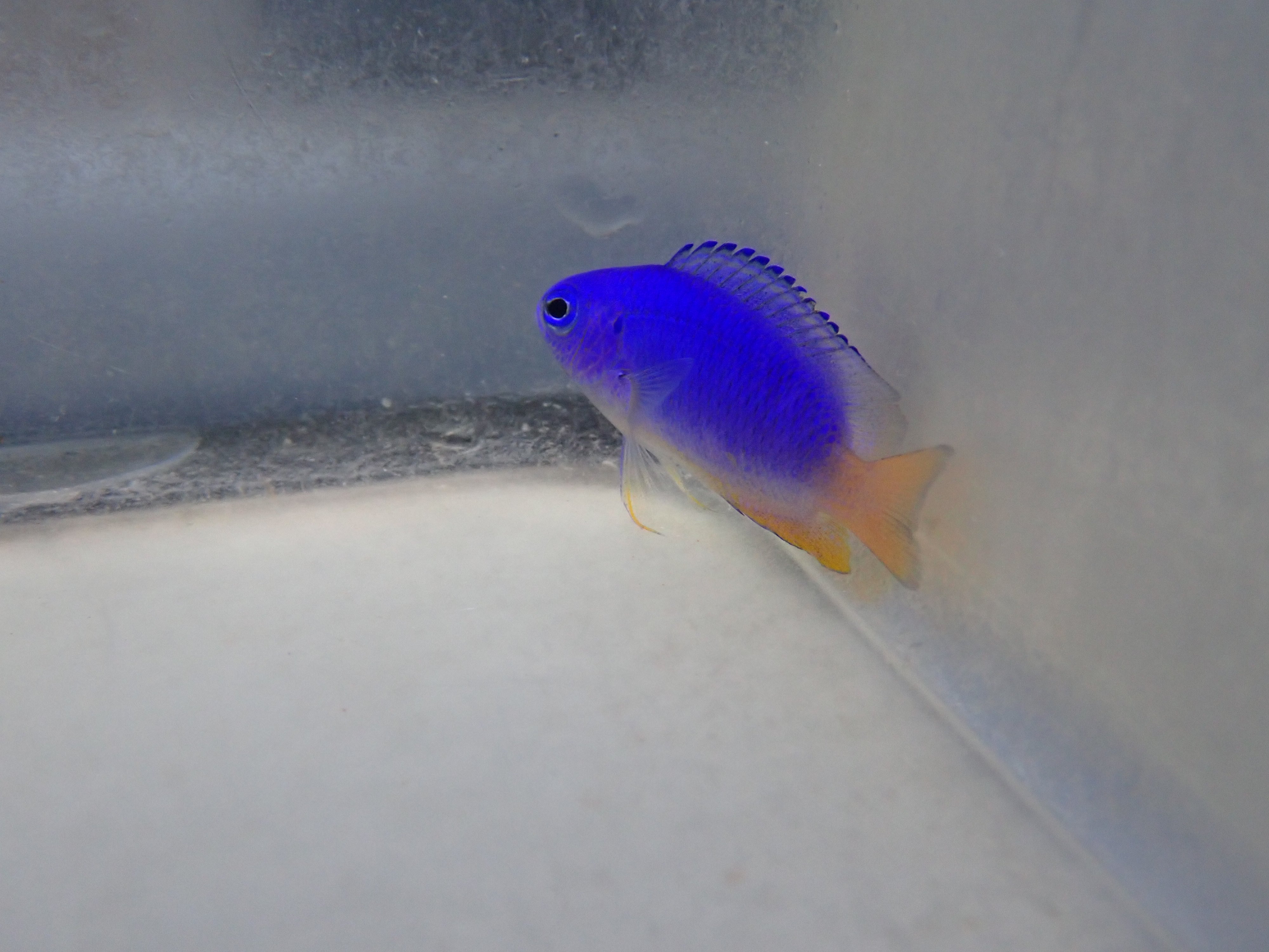 alt="Electric Blue Damsel"