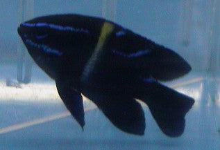 alt="Neon Velvet Damsel"