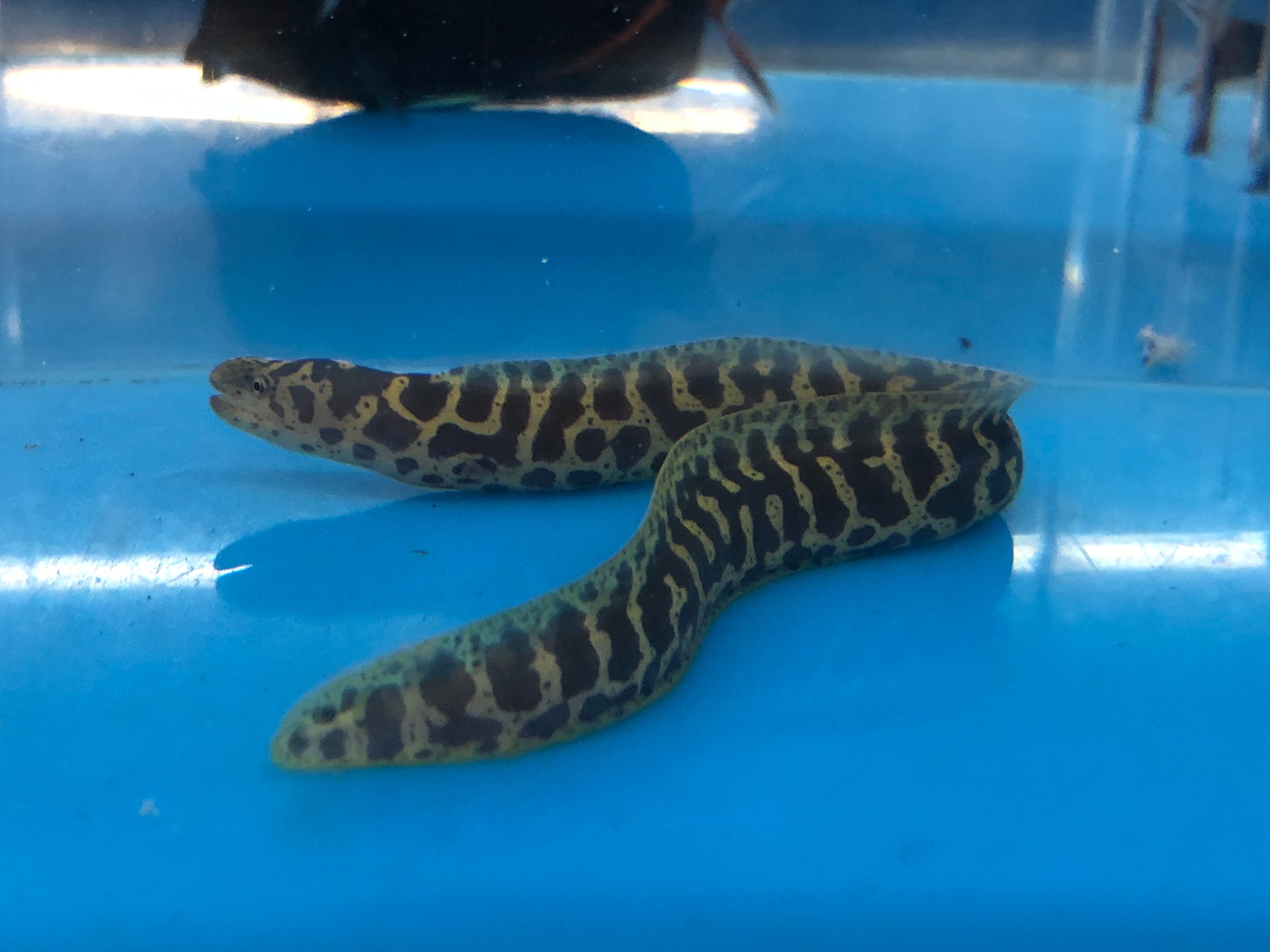 alt="Chainlink Eel"