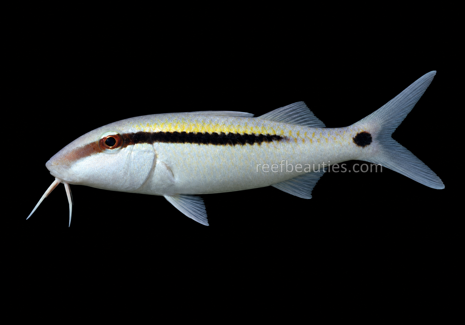 Goatfish (Parupeneus Barberinus)