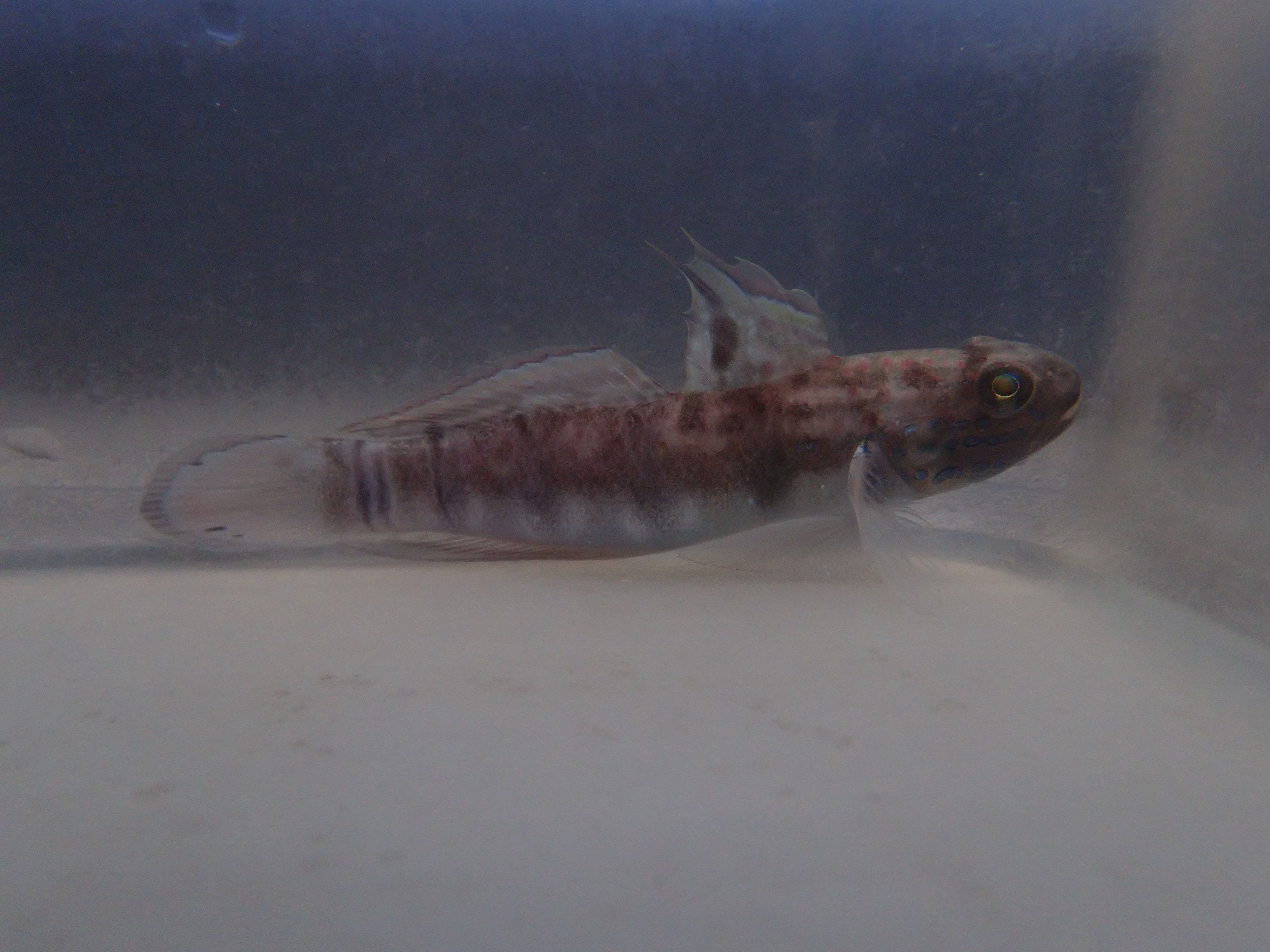 Sleeper Banded Goby (Amblygobius Phalaena)