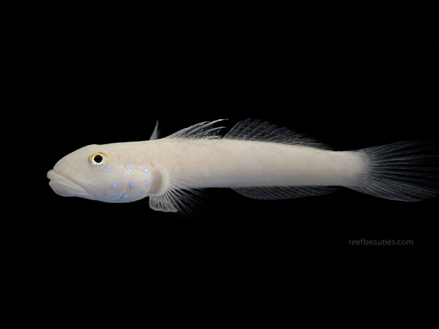 Ladder Glider (Valenciennea Sexguttata)