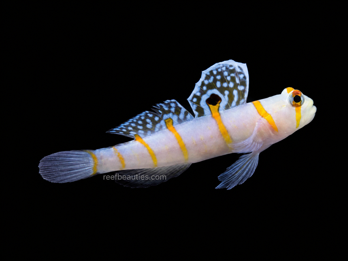 Randalli Goby EXPERT (Amblyeleotris Randalli)