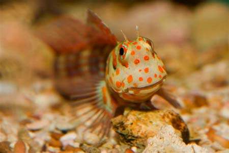 alt="red spotted blenny"