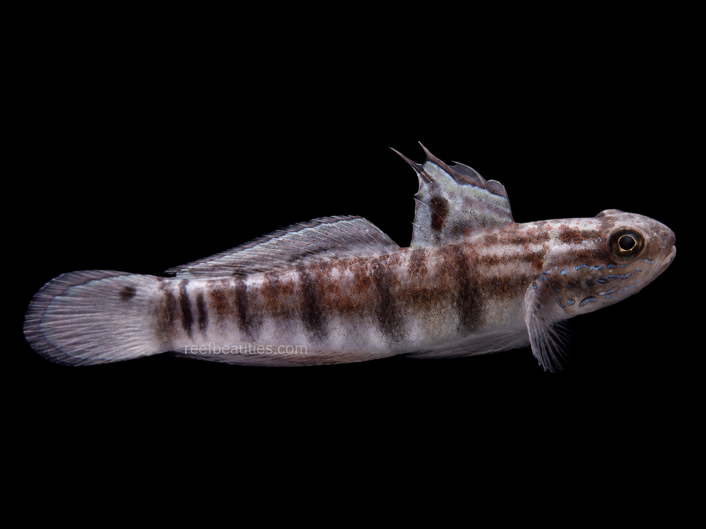 Sleeper Banded Goby (Amblygobius Phalaena)