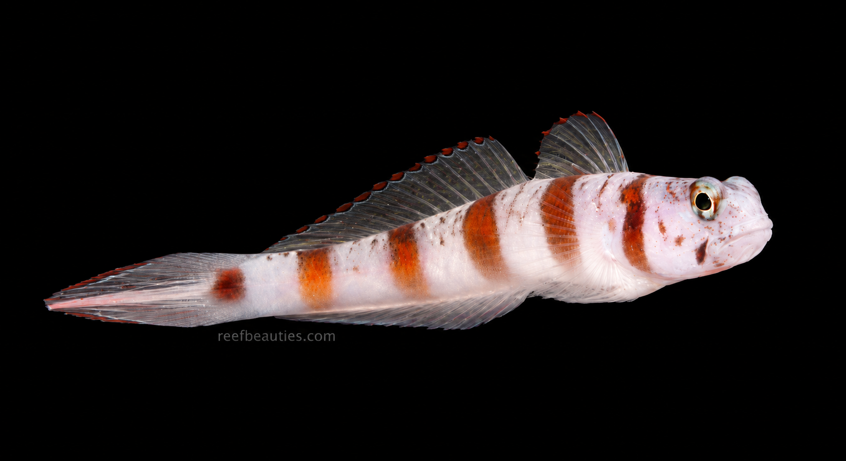 Steinitz Goby (Amblyeleotris Steinitzi)