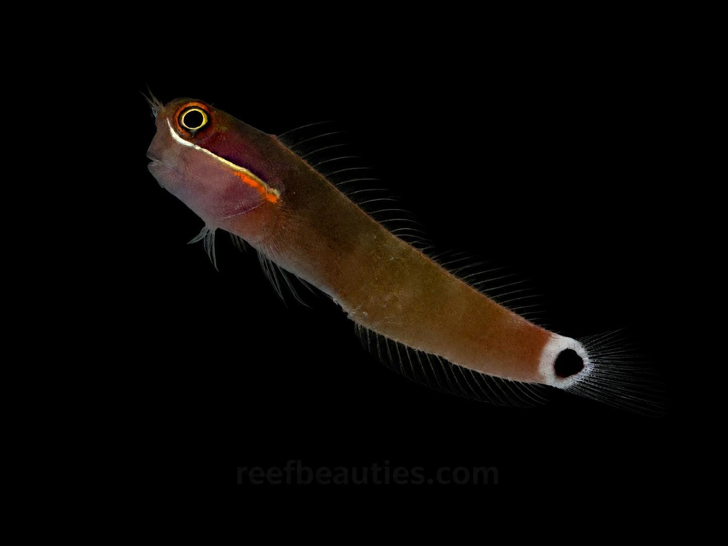Tail Spot Blenny (Ecsenius Stigmatura)