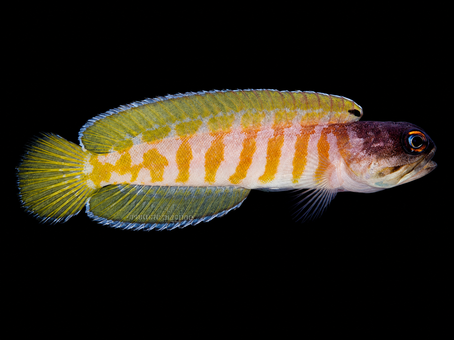 Tiger Jawfish (Opistognathus Randalli)