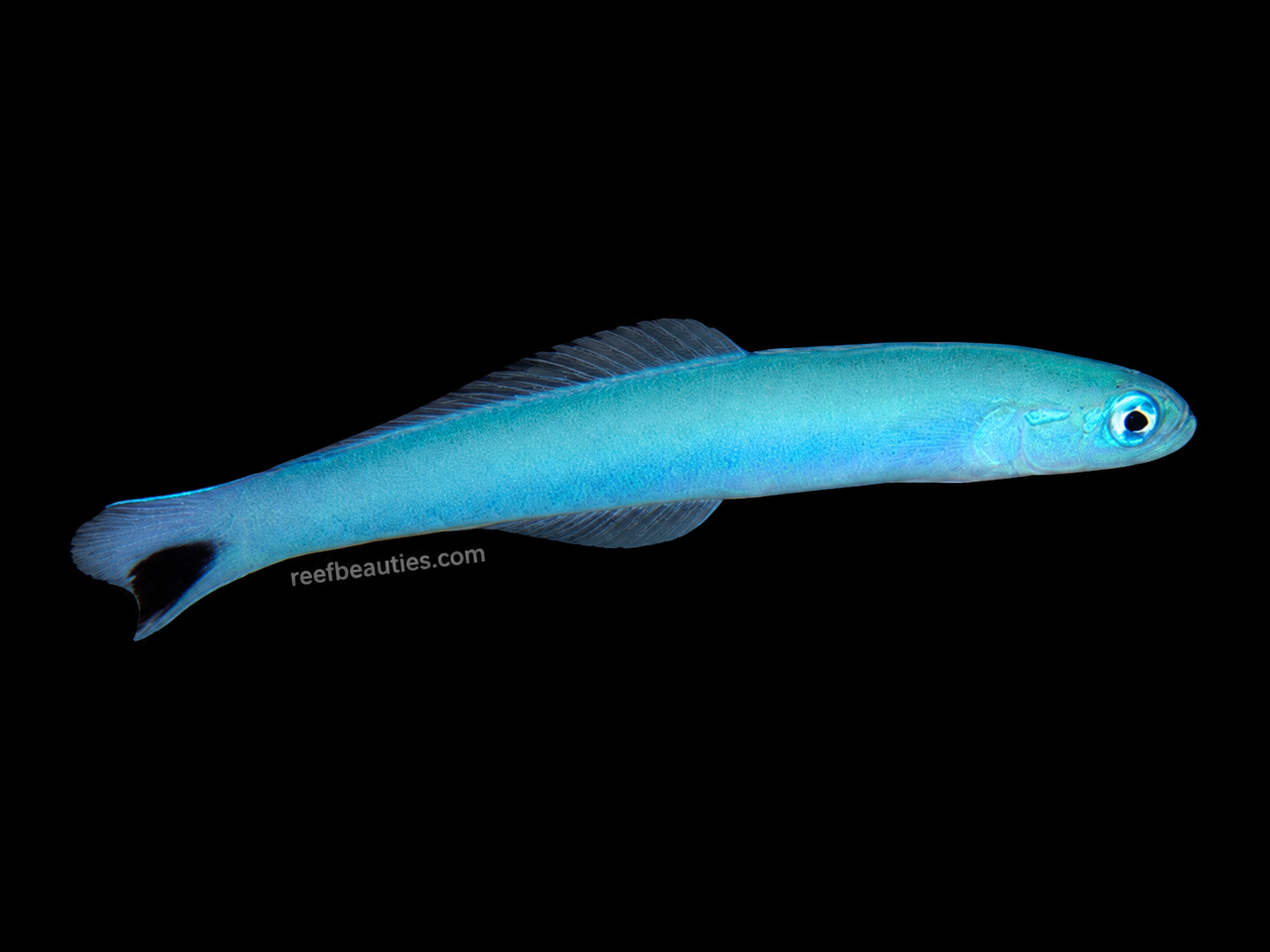 Blue Gudgeon Dartfish (Pteroleotris Heteroptera)