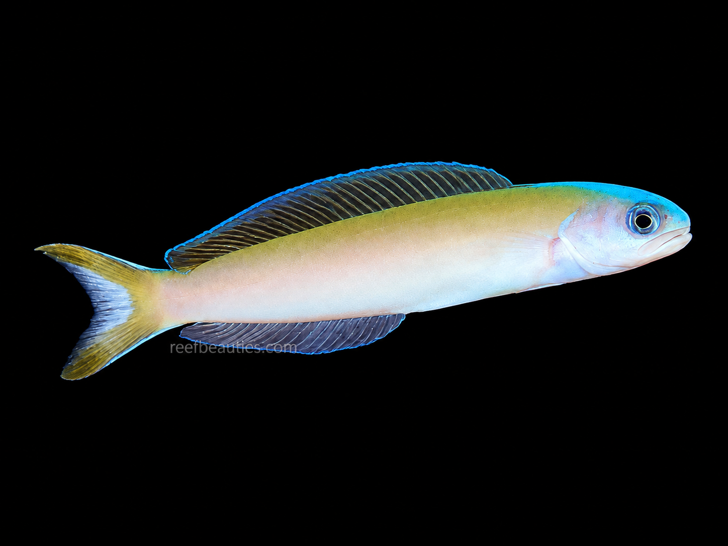 Dusky Tile Goby EXPERT (Hoplolatilus cuniculus)