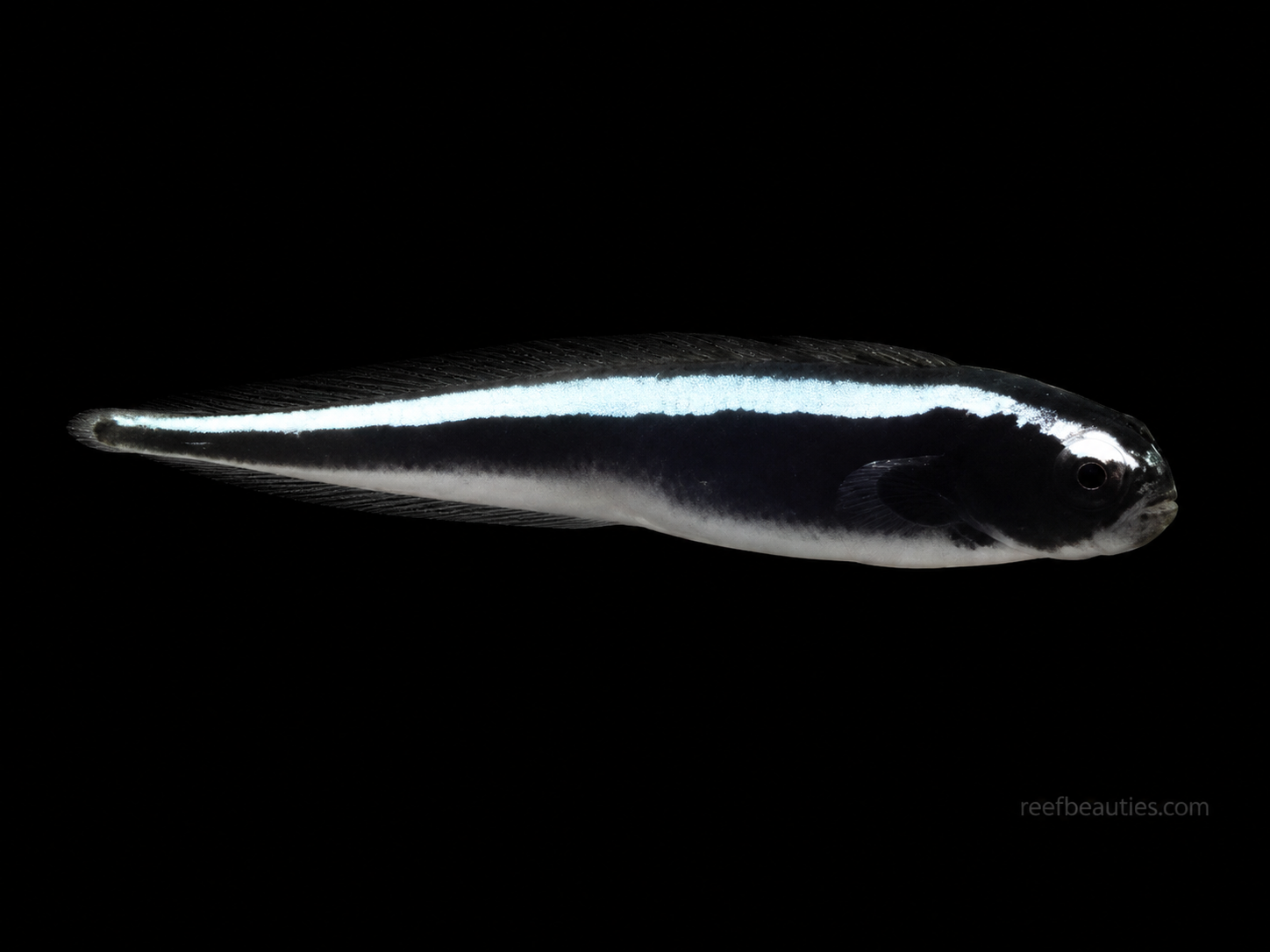 Engineer Goby (Pholidichthys Leucotaenia)
