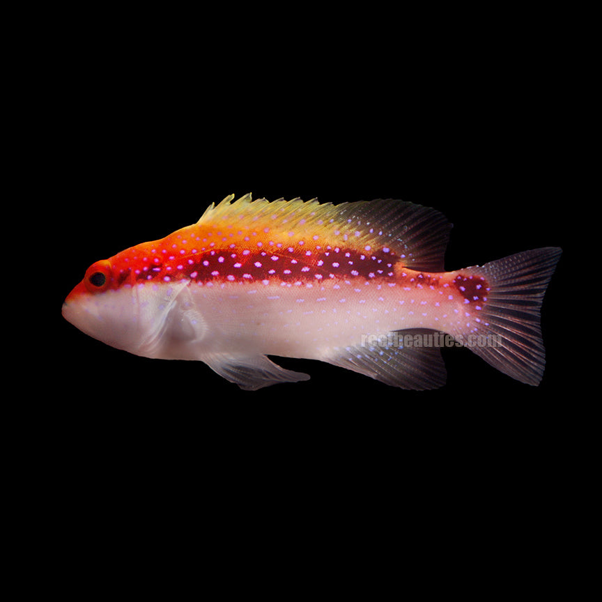 Louti Grouper (Variola Louti)