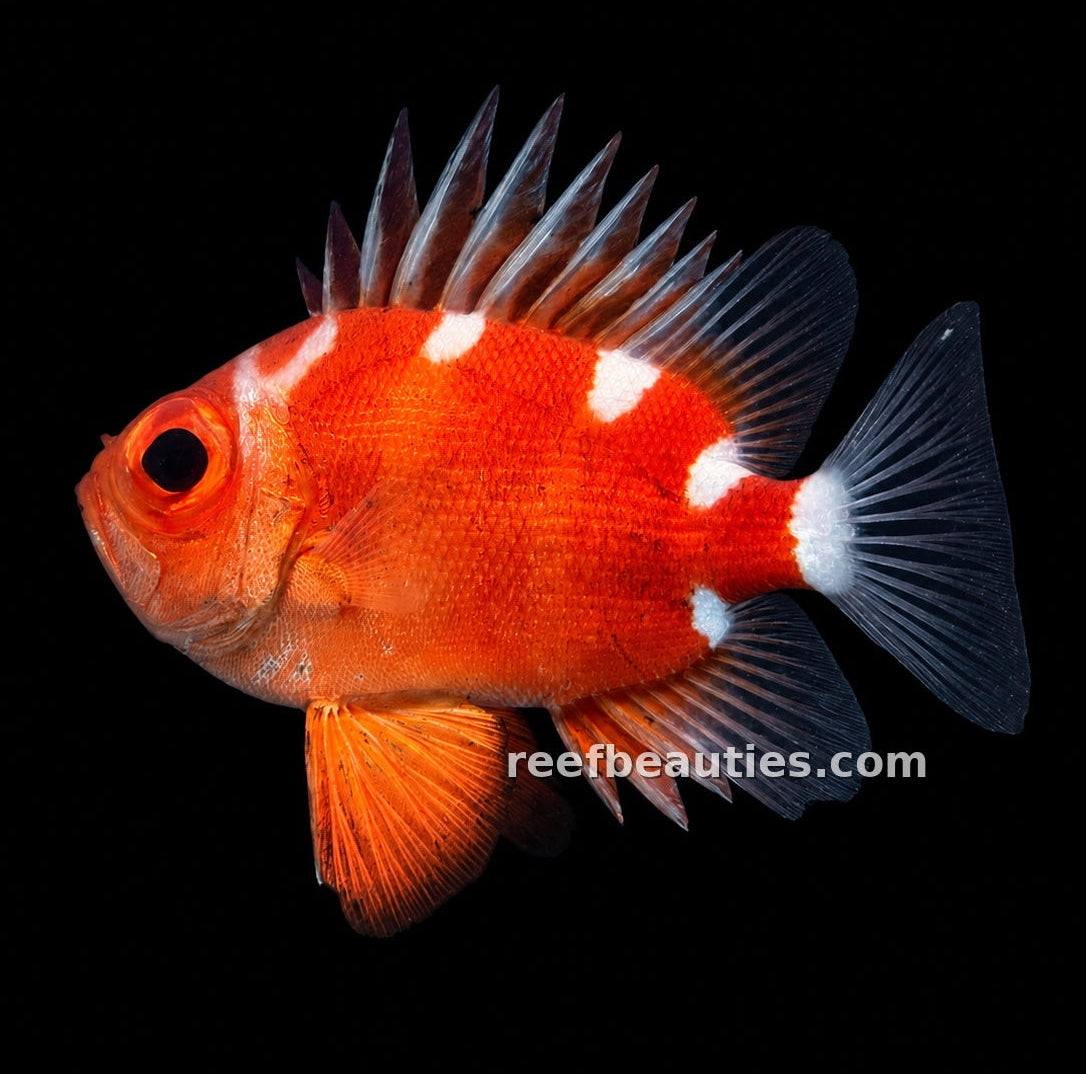 Popeye Catalufa EXPERT (Pristigenys serrula)