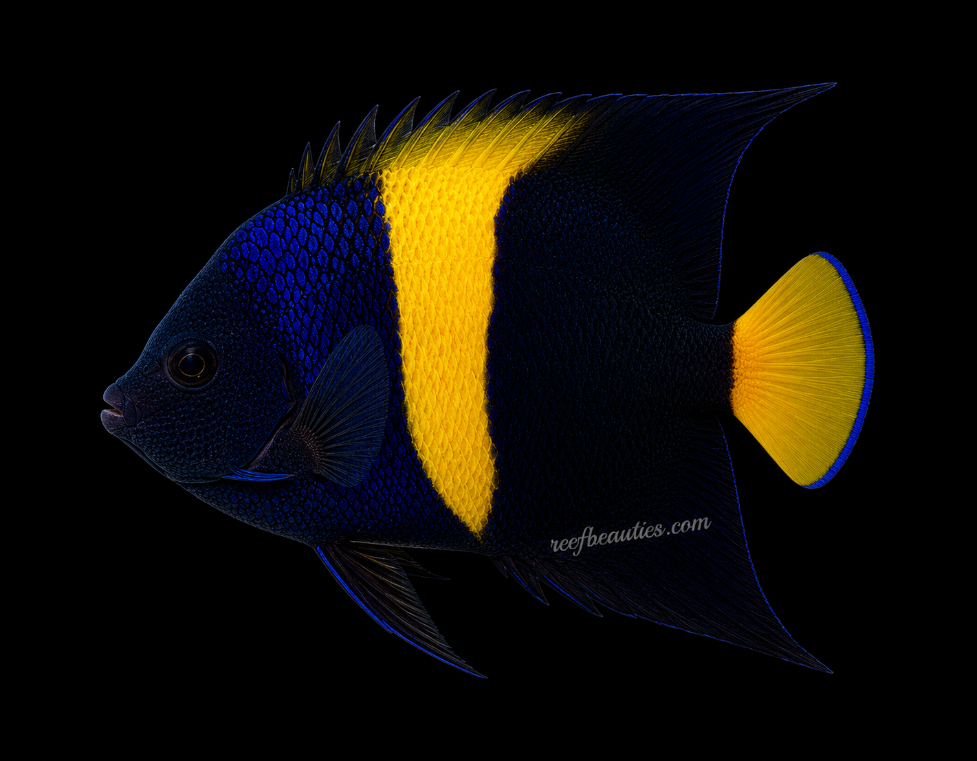 Asfur Angel (Pomacanthus Asfur)