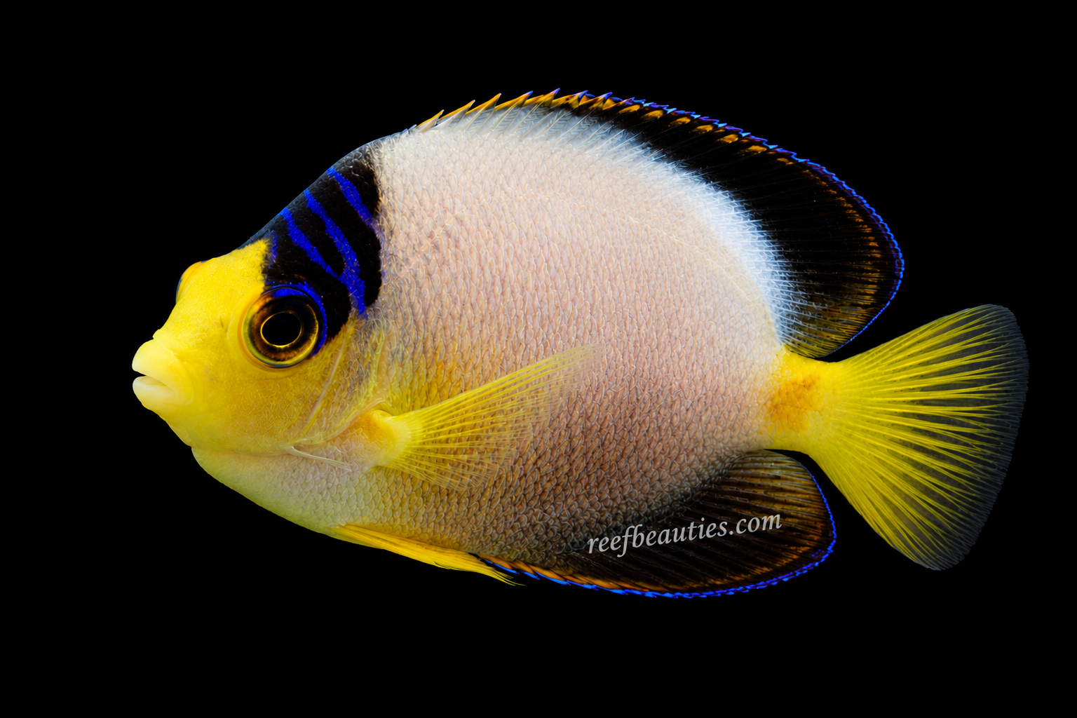 Multicolor Angel EXPERT (Centropyge Multicolor)