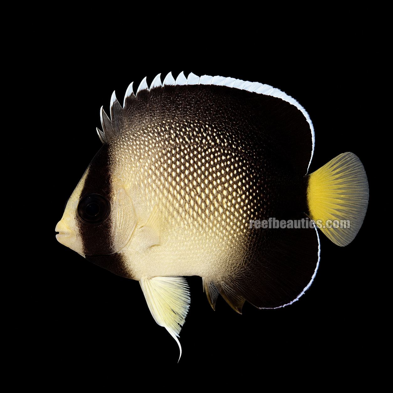 Xanthurus Angel (Apolemichthys Xanthurus)
