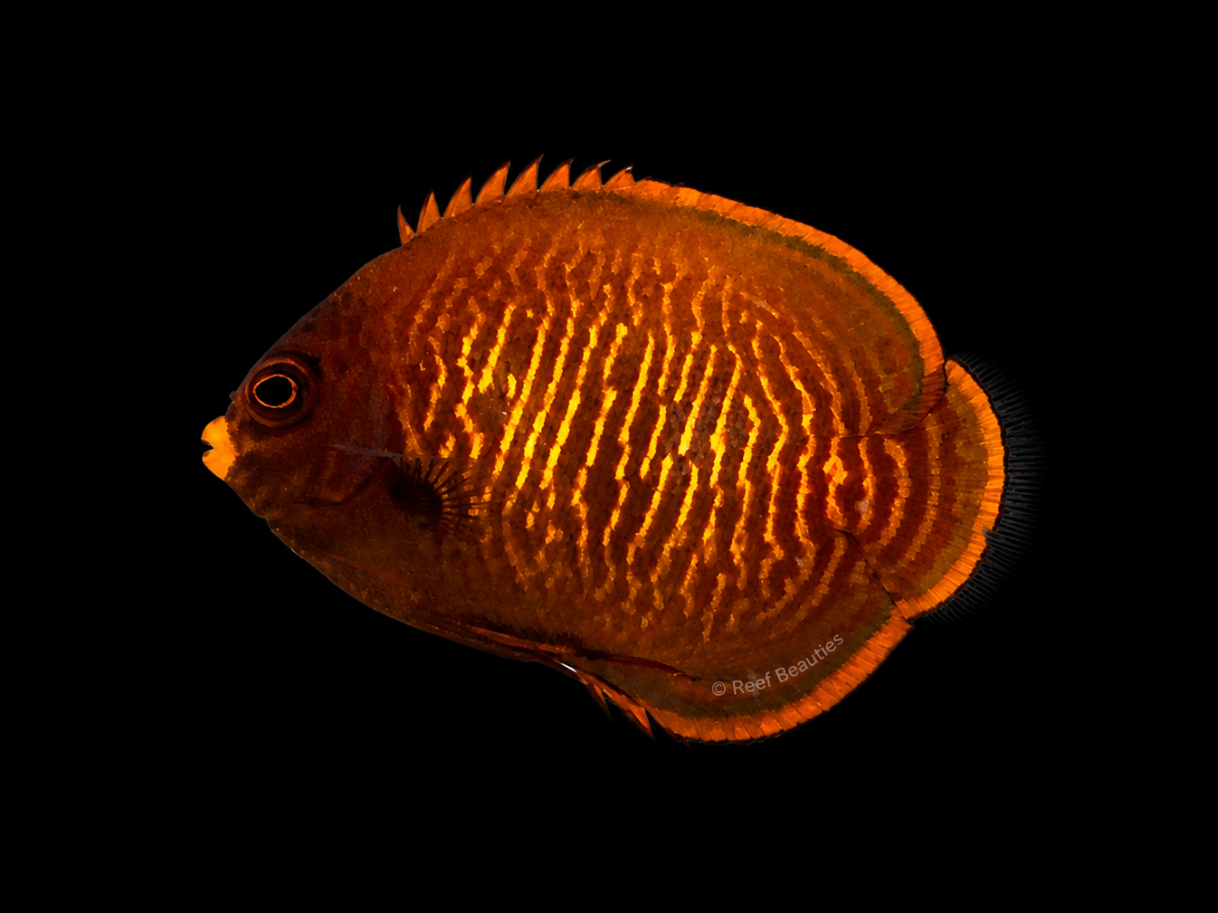Golden Angelfish EXPERT (Centropyge Aurantia)