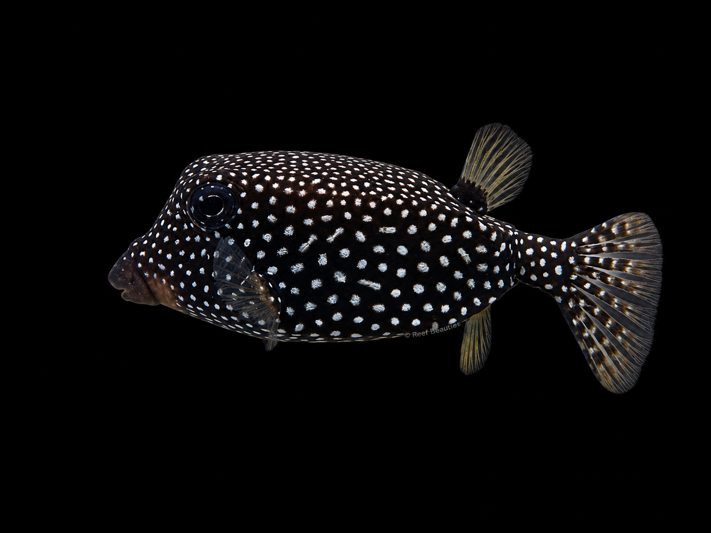 Black Boxfish EXPERT (Ostracion Meleagris)